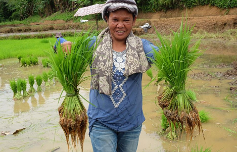 Co-creating value: The organic rice farming communities in Iloilo